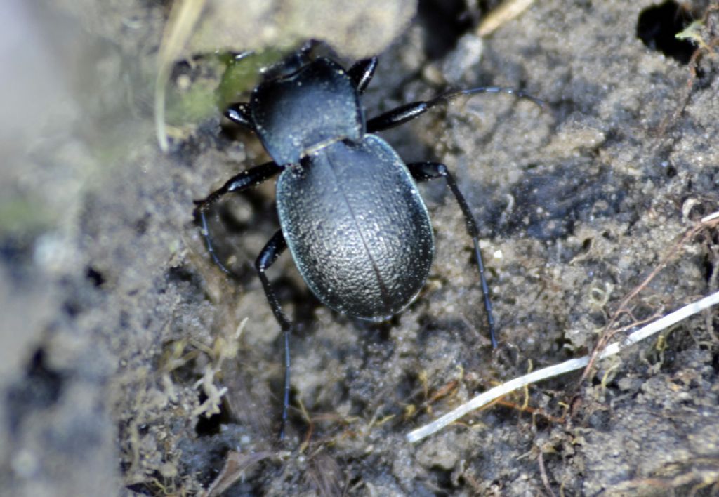 Carabus (Tomocarabus) convexus dilatatus